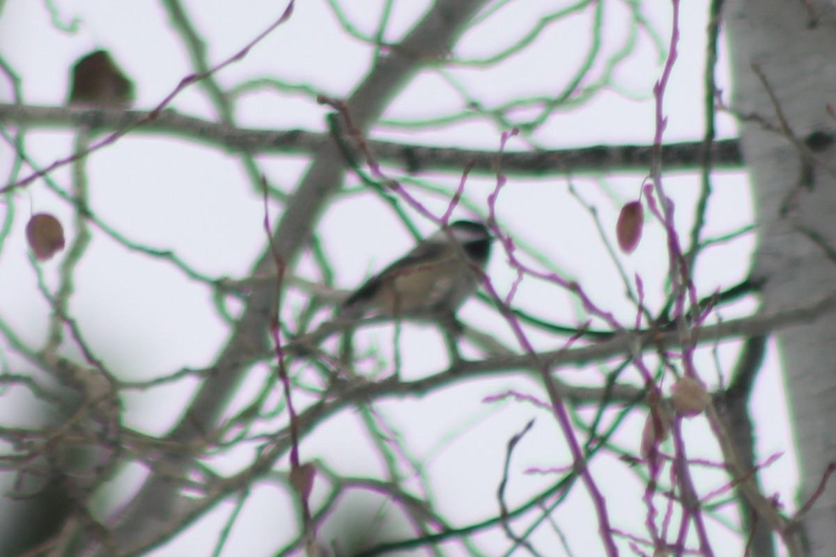 Black-capped Chickadee - ML524346231