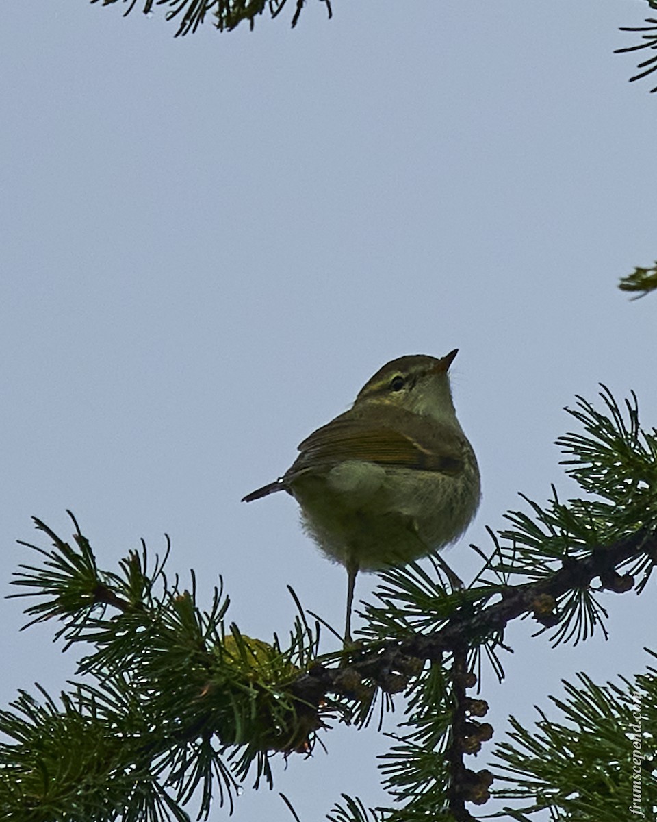 Greenish Warbler - ML524346271