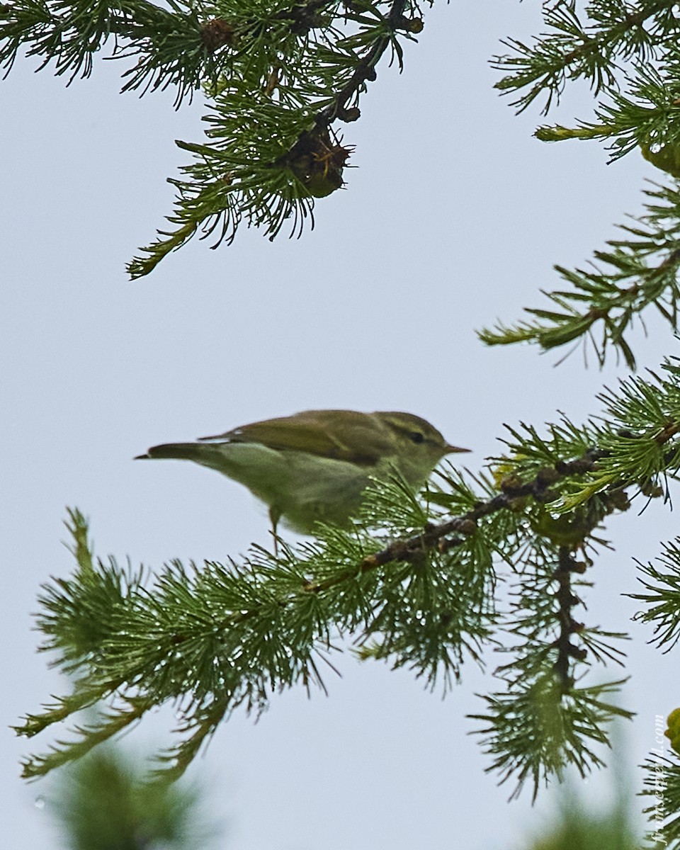 Greenish Warbler - ML524346291