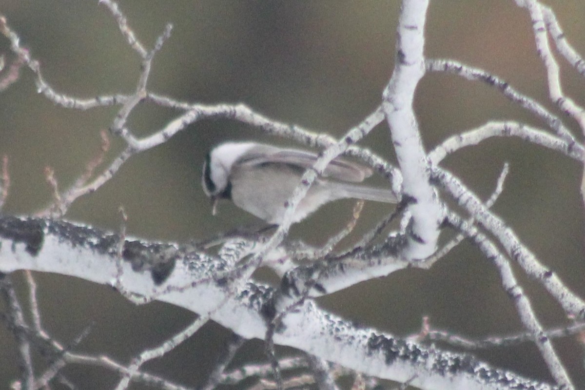 Mountain Chickadee - ML524346301
