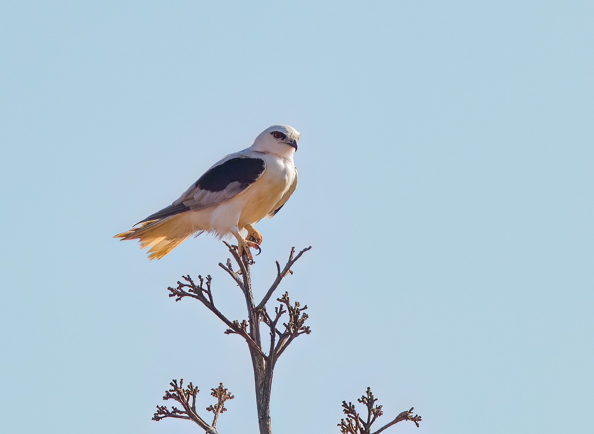 Black-shouldered Kite - ML524346921