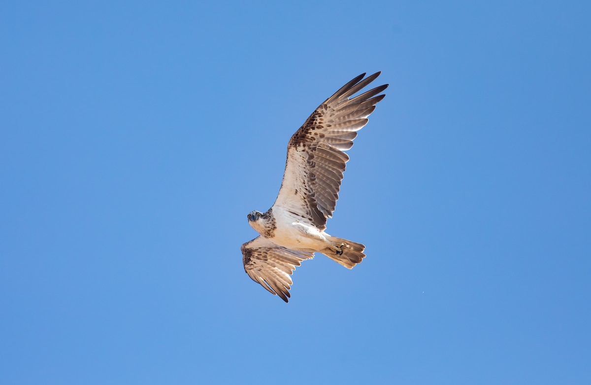 Osprey - Chris Jones