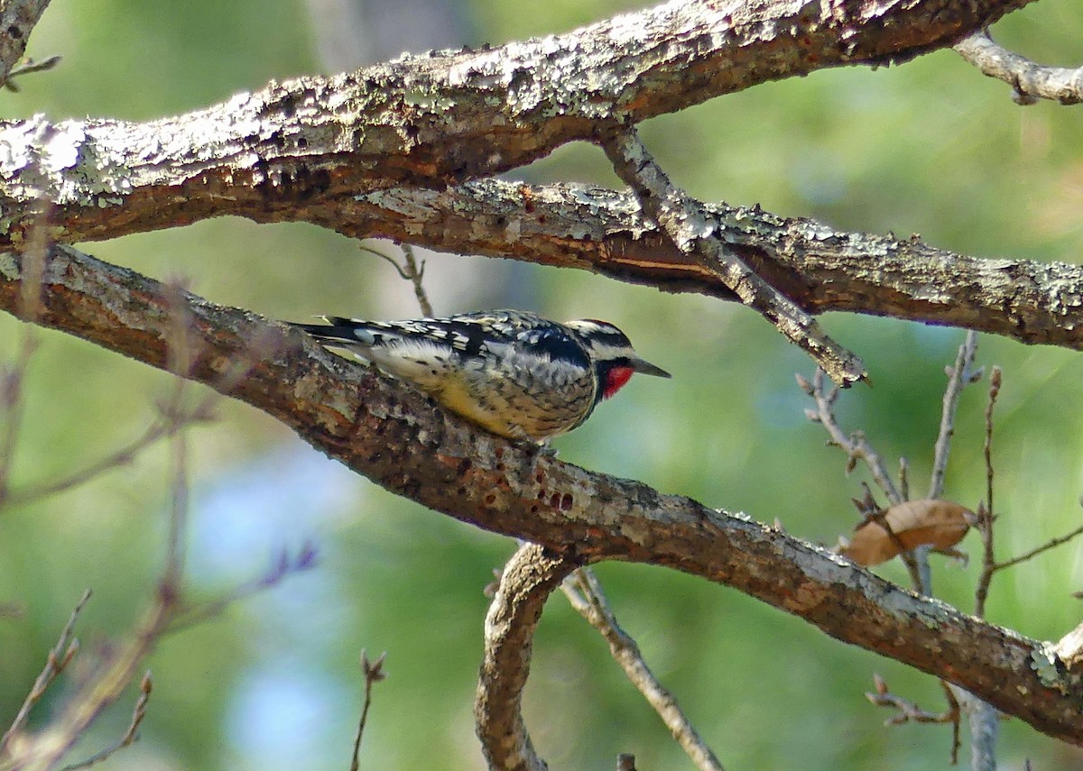 Yellow-bellied Sapsucker - ML524347971