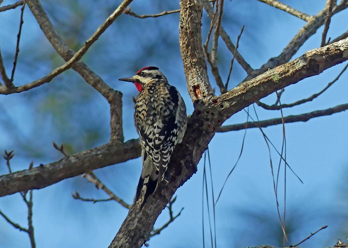 Yellow-bellied Sapsucker - ML524347981