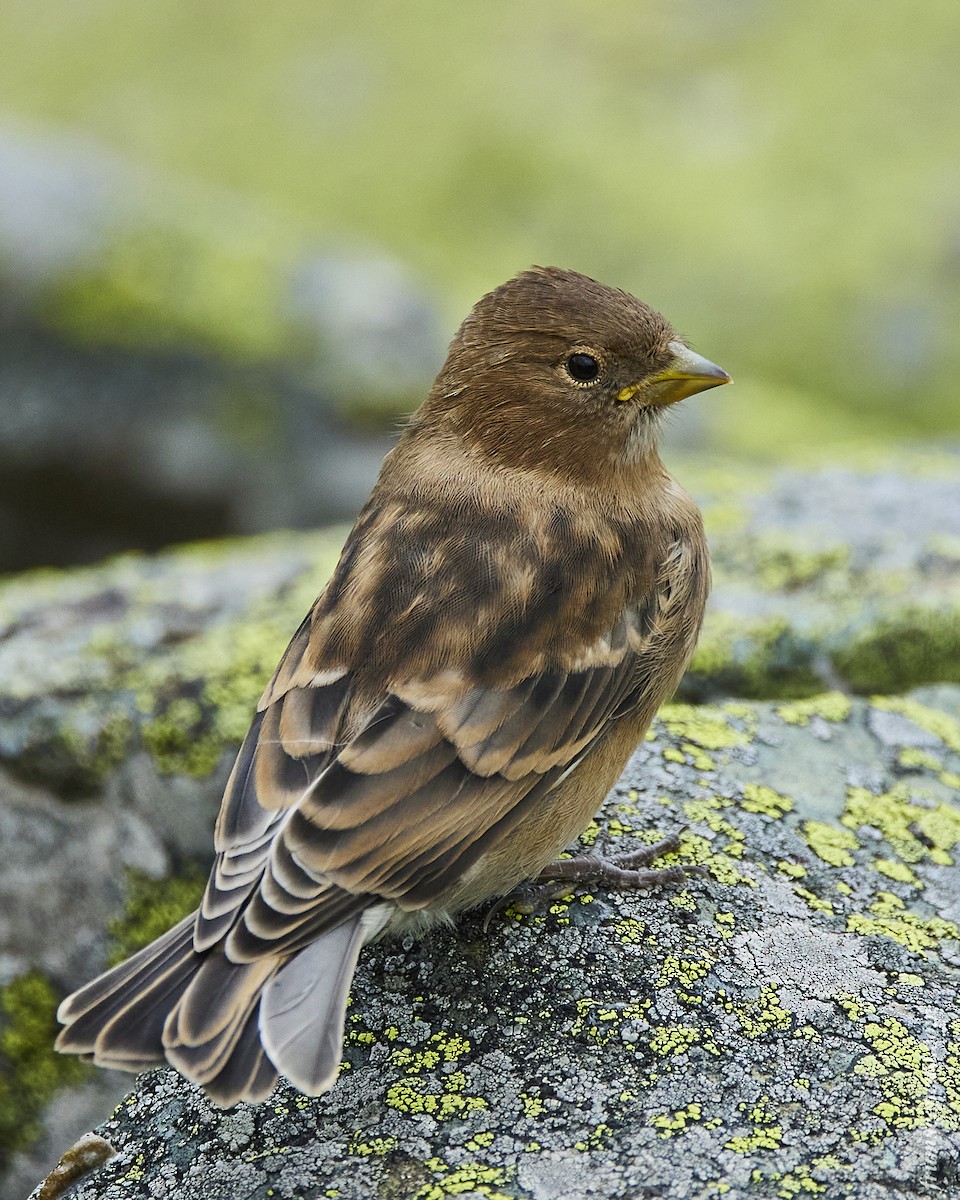 Asian Rosy-Finch - ML524348641