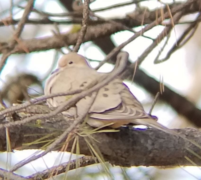 Mourning Dove - ML52434881