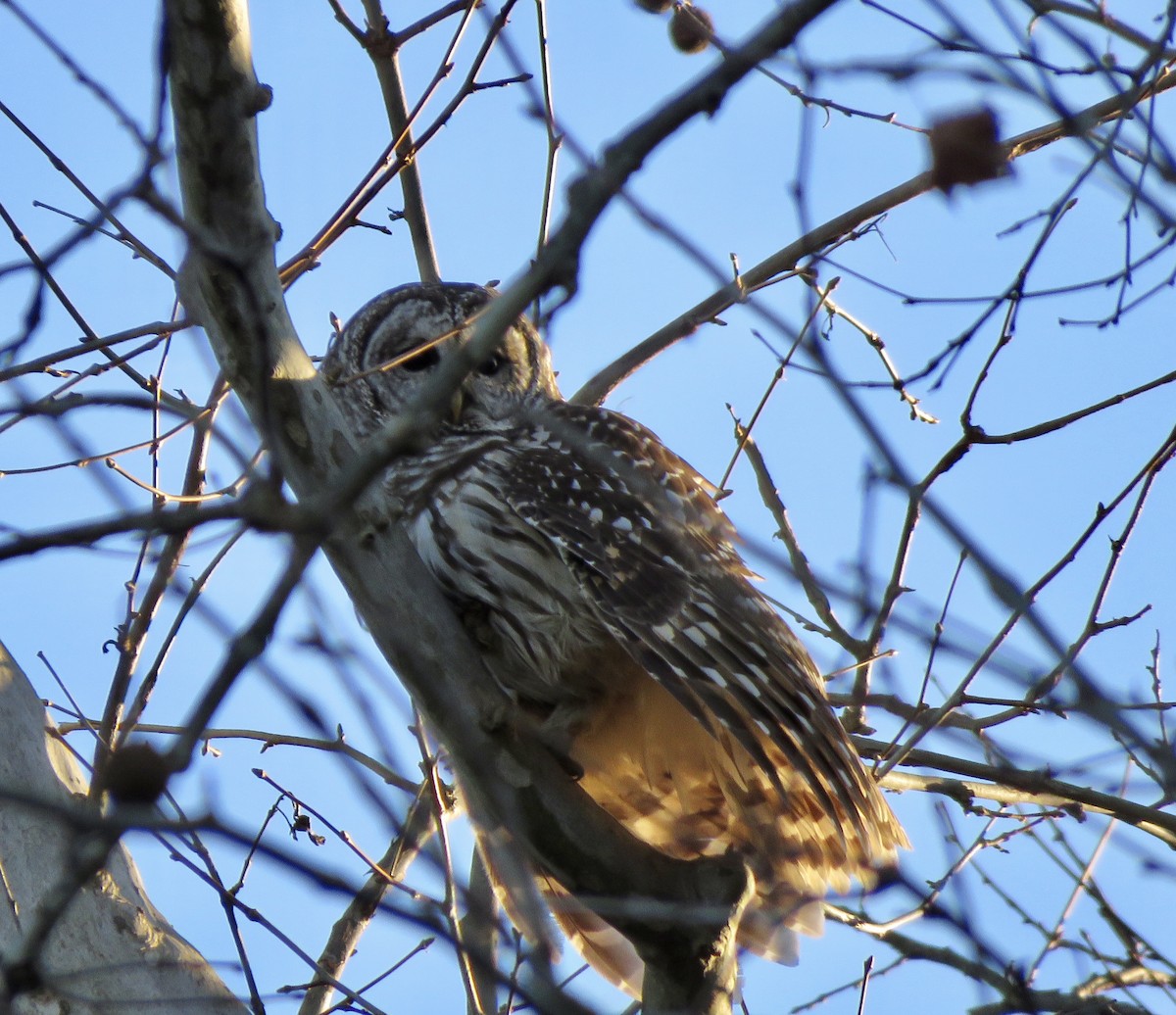 Barred Owl - ML524348981