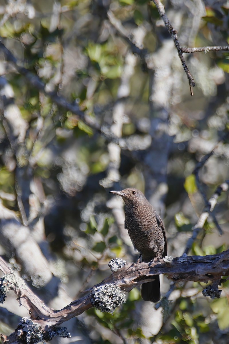 Blue Rock-Thrush - ML524349871