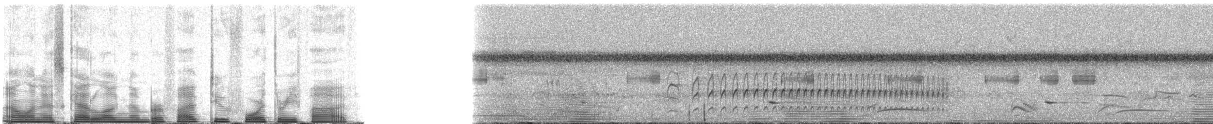 Tinamou à petit bec - ML52435