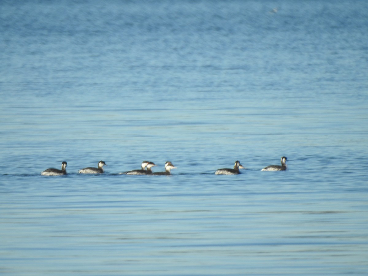 Horned Grebe - ML524351291