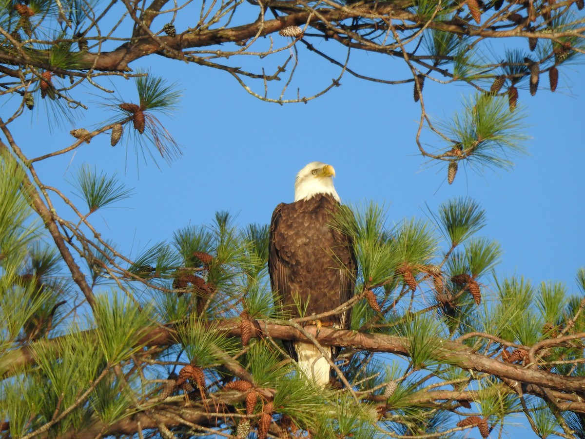 Bald Eagle - ML524351331