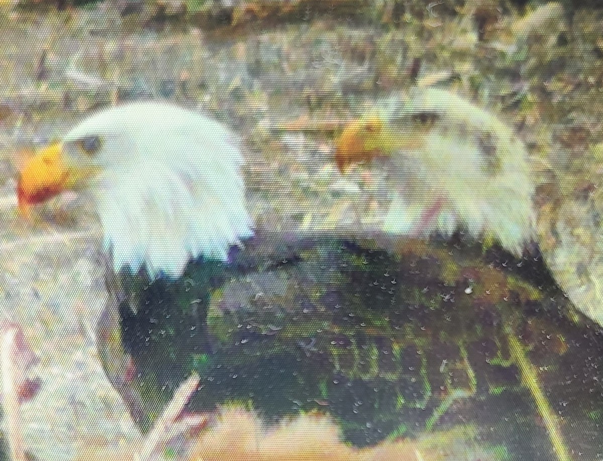 Weißkopf-Seeadler - ML524351991