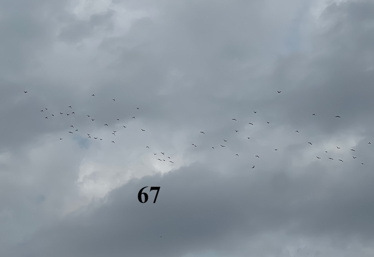 holub hřivnáč - ML524352731