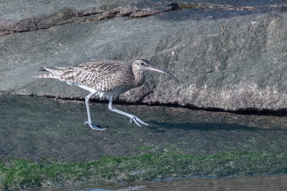 Whimbrel - Ana Amaral