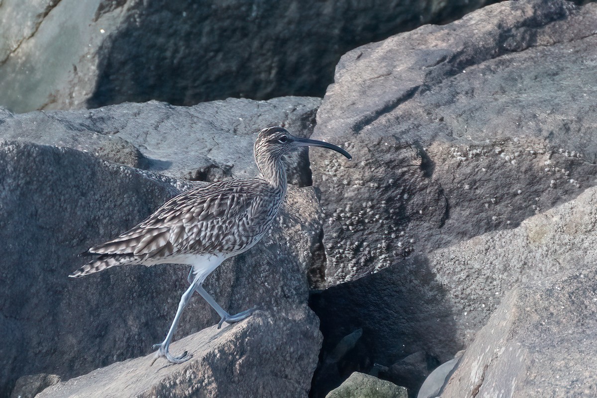 Whimbrel - Ana Amaral