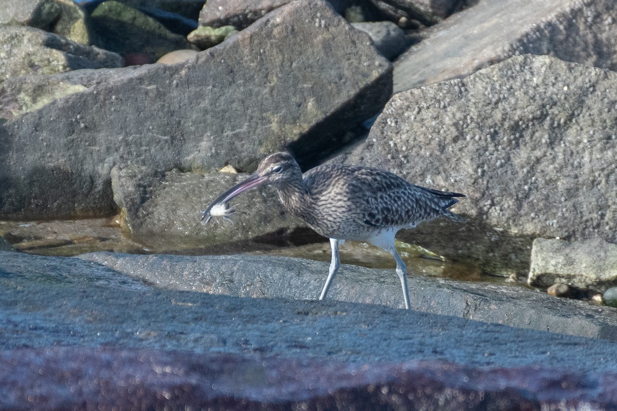 Whimbrel - Ana Amaral