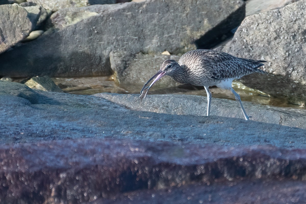 Whimbrel - Ana Amaral