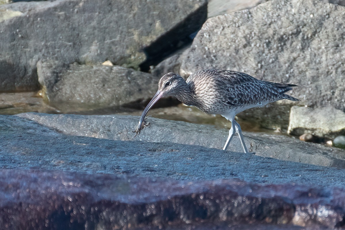 Whimbrel - Ana Amaral