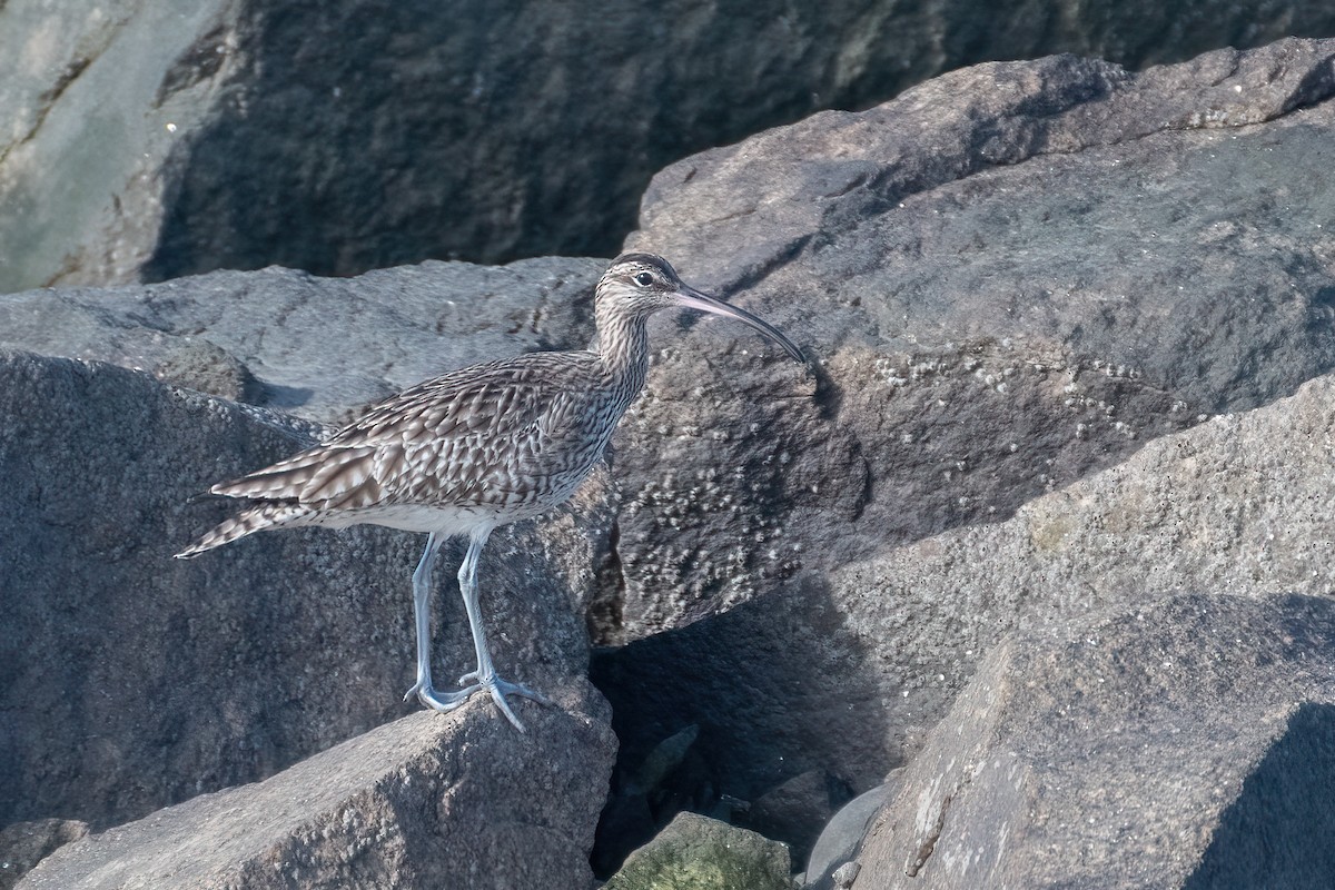 Whimbrel - Ana Amaral