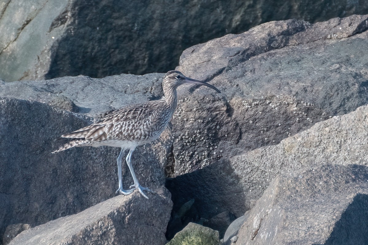 Whimbrel - Ana Amaral