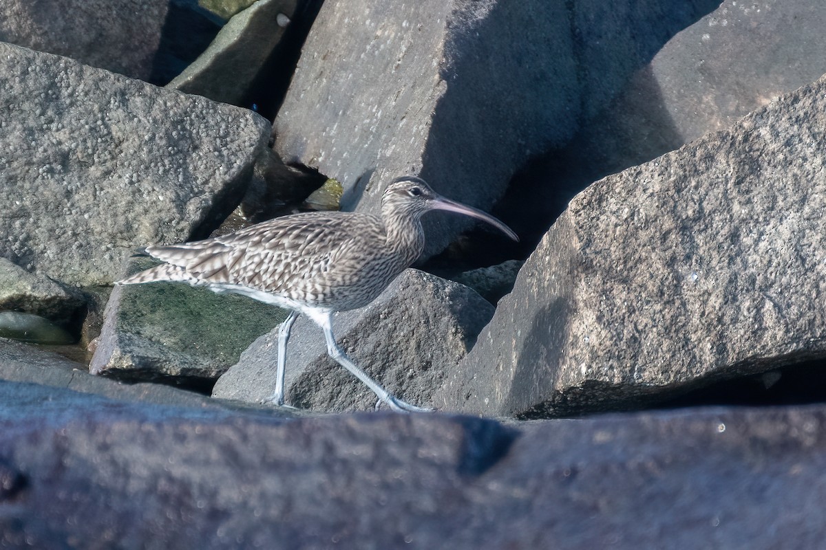 Whimbrel - ML524353421