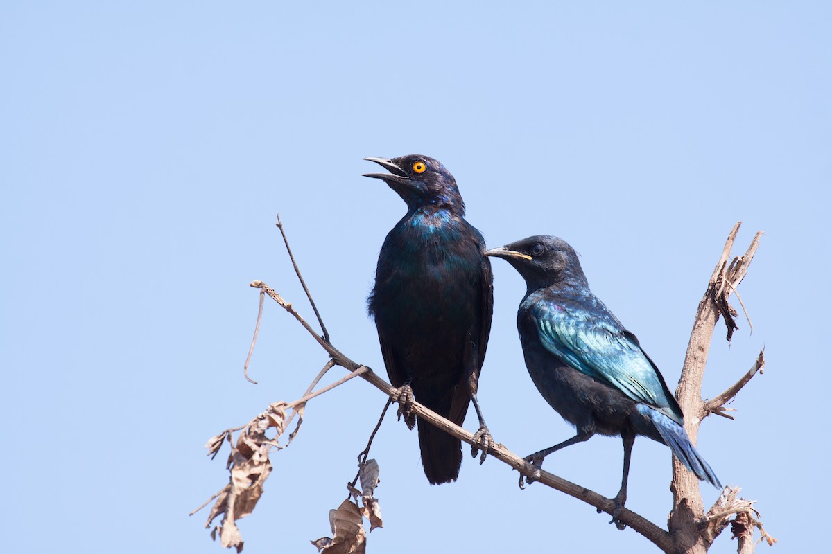 Greater Blue-eared Starling - ML52435521