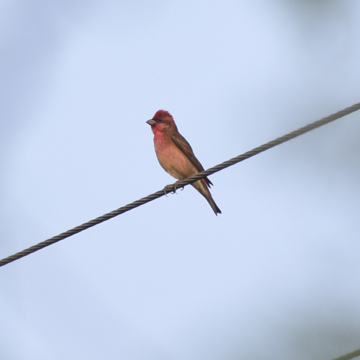 Common Rosefinch - Pradeeshwar R.J