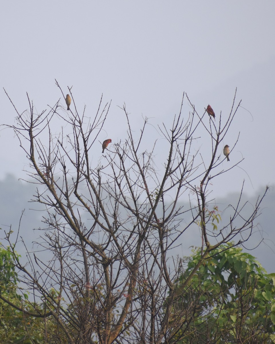 Common Rosefinch - Pradeeshwar R.J