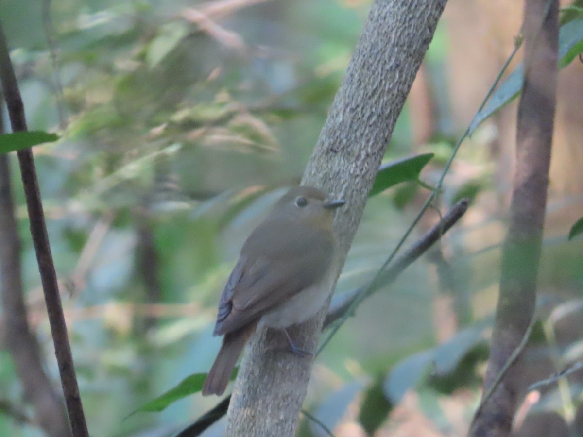 Blue-throated Flycatcher - ML524356141