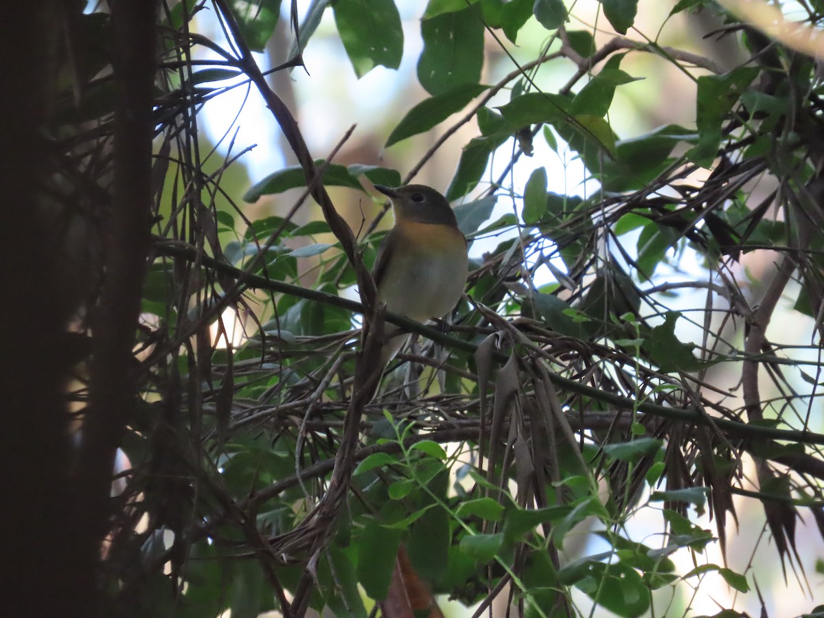 Blue-throated Flycatcher - ML524356151