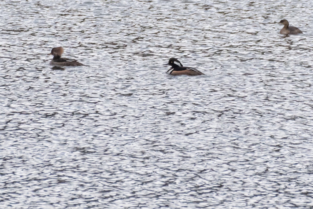 Hooded Merganser - ML524356261