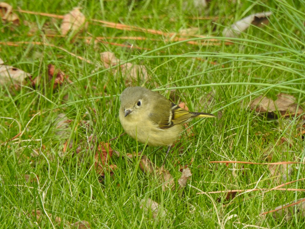 Ruby-crowned Kinglet - ML524356391