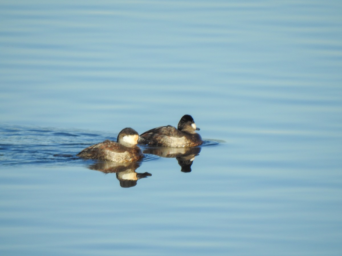 Ruddy Duck - ML524357241