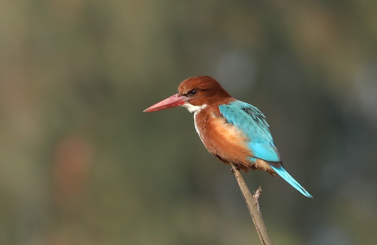 White-throated Kingfisher - ML524357711