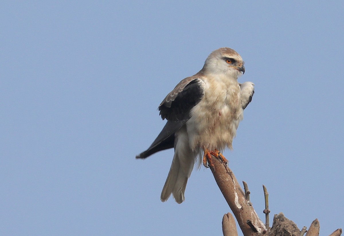 Black-winged Kite - ML524358681