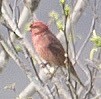 Common Rosefinch - ML524359341