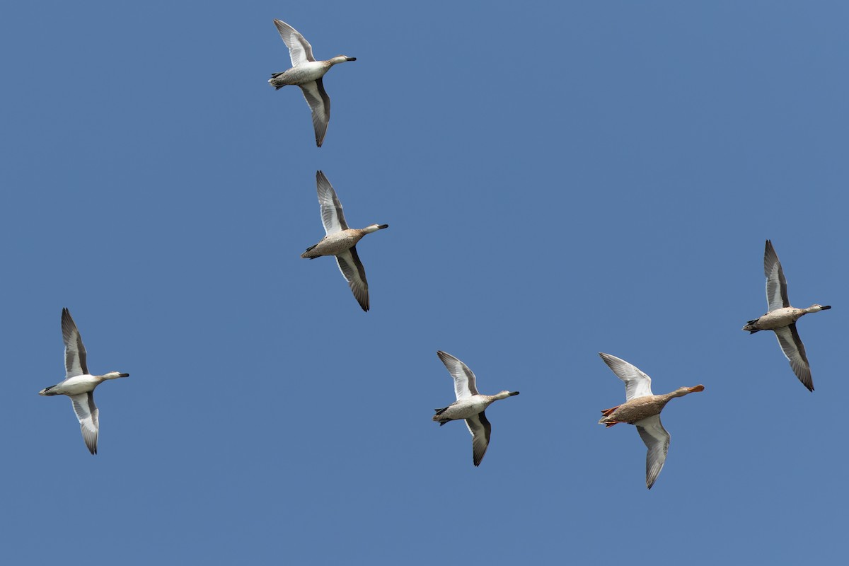 Garganey - ML524359551