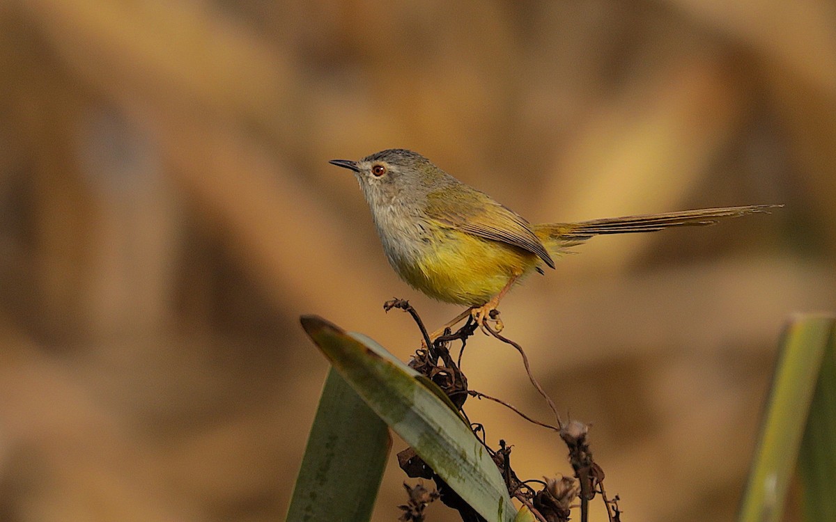 Yellow-bellied Prinia - ML524359841