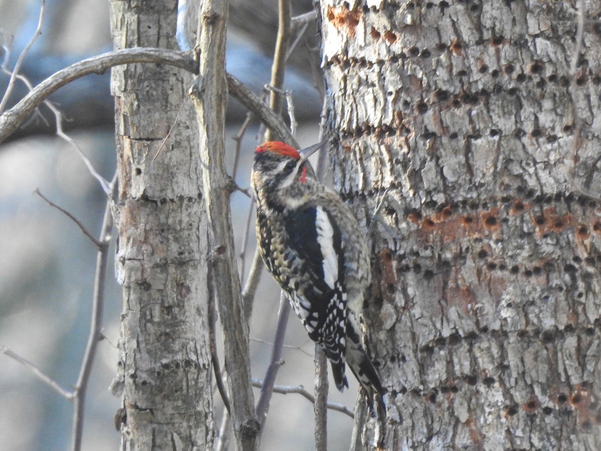 Yellow-bellied Sapsucker - ML524360711