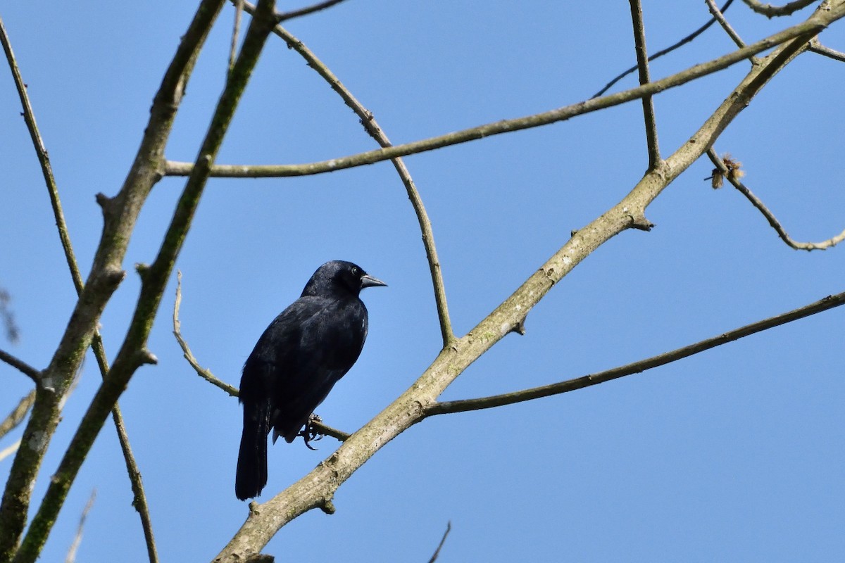 Shiny Cowbird - ML524360911