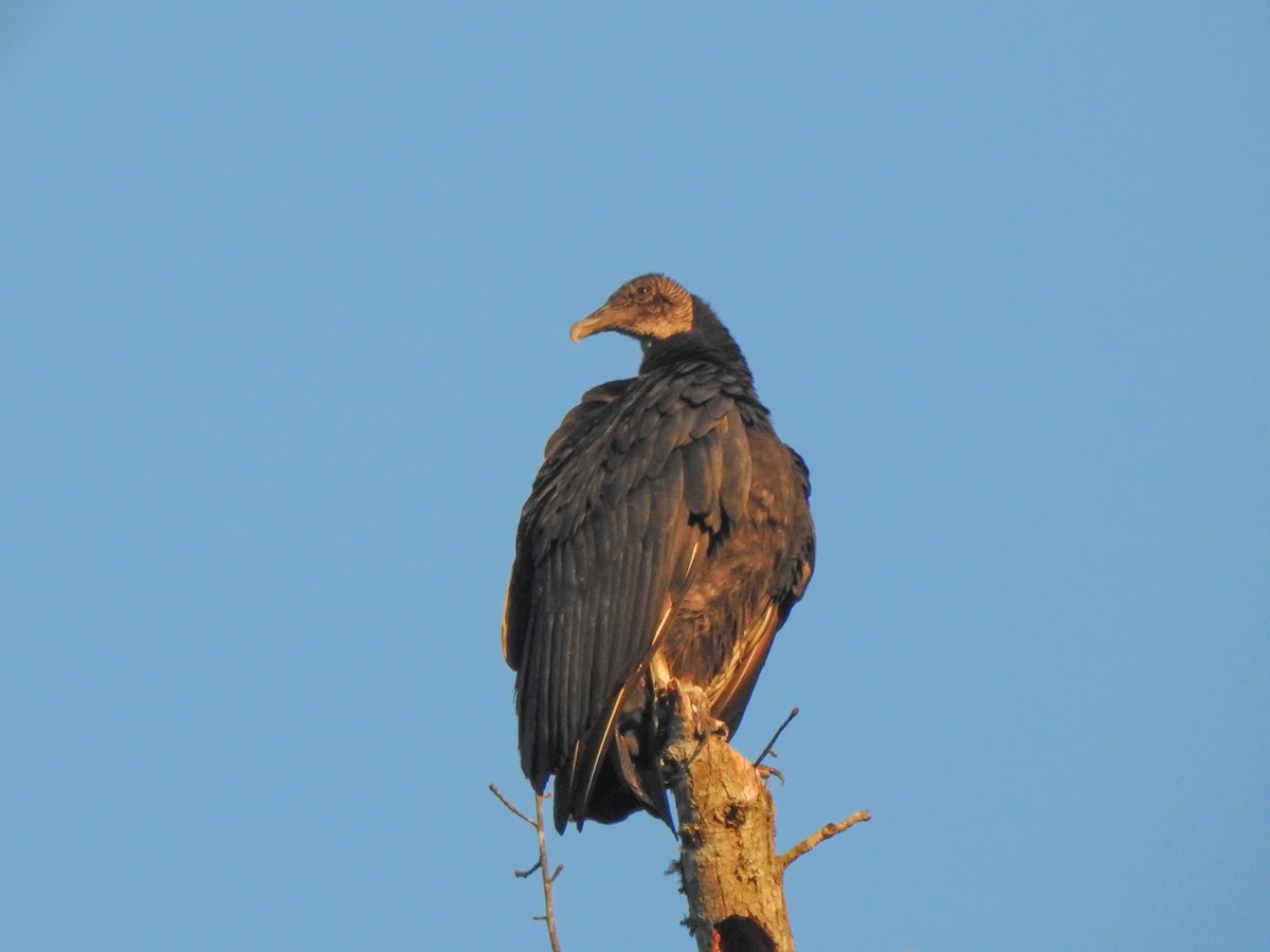 Black Vulture - ML524360991