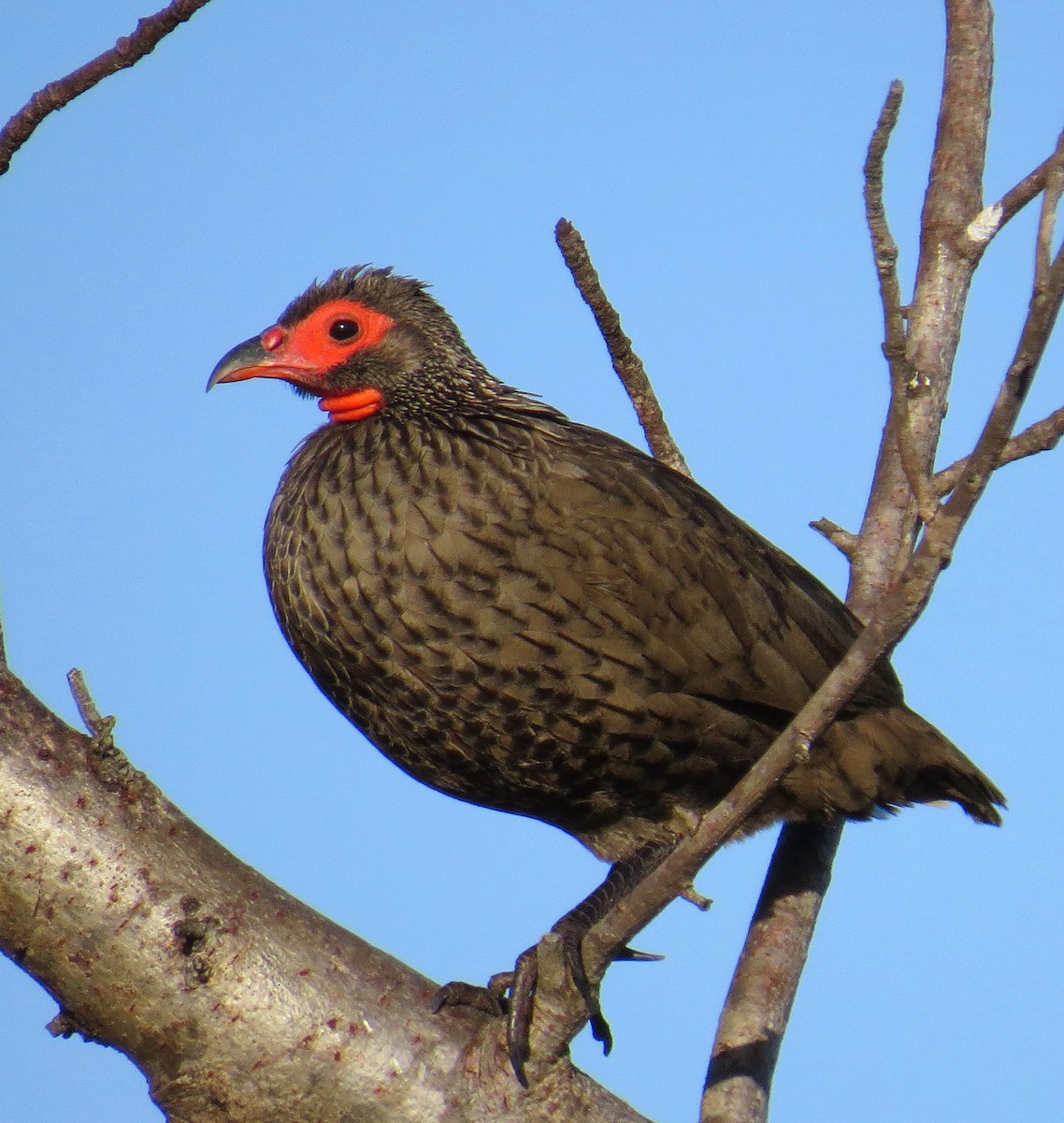 Swainson's Spurfowl - ML524361441