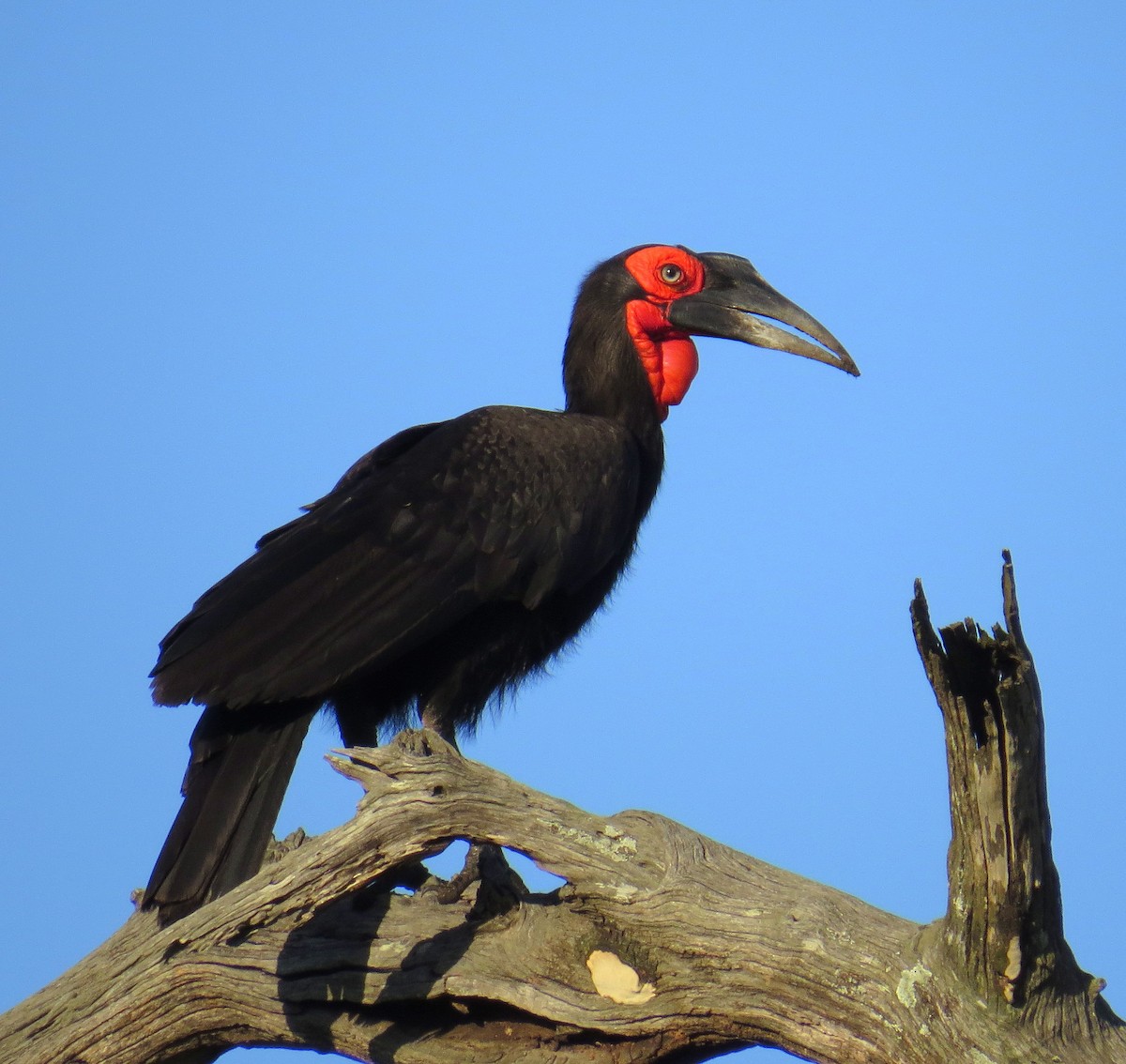 Southern Ground-Hornbill - ML524361491