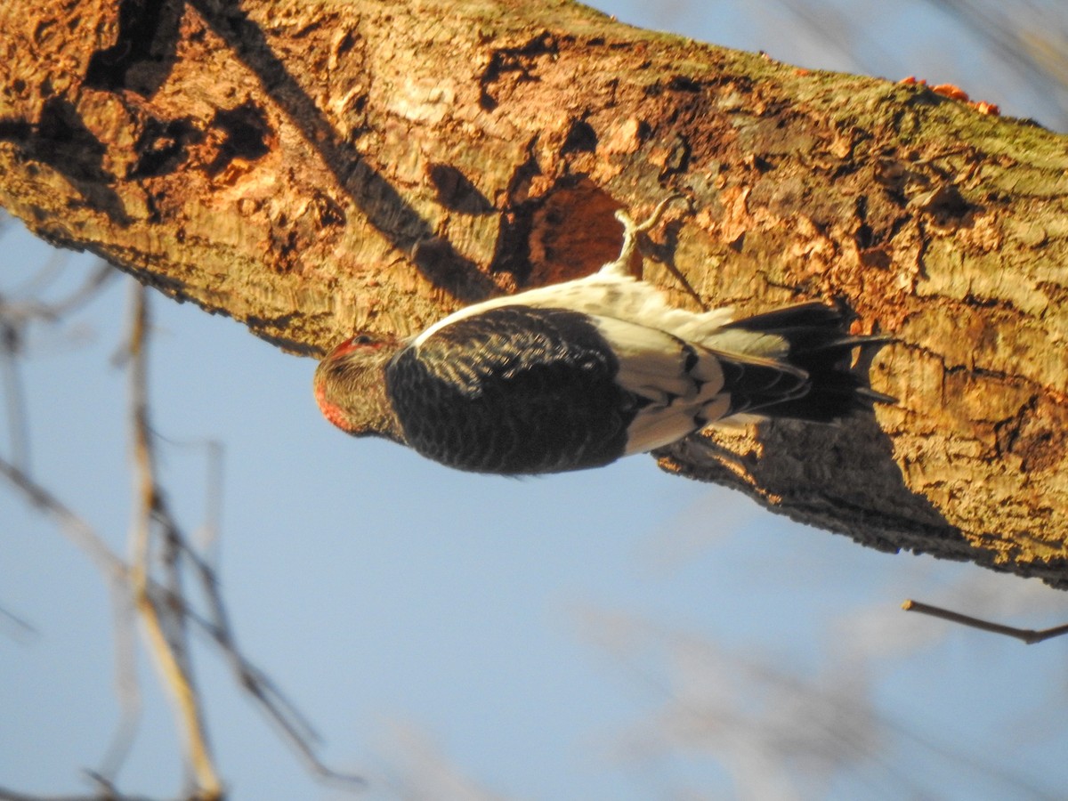 Red-headed Woodpecker - ML524361781