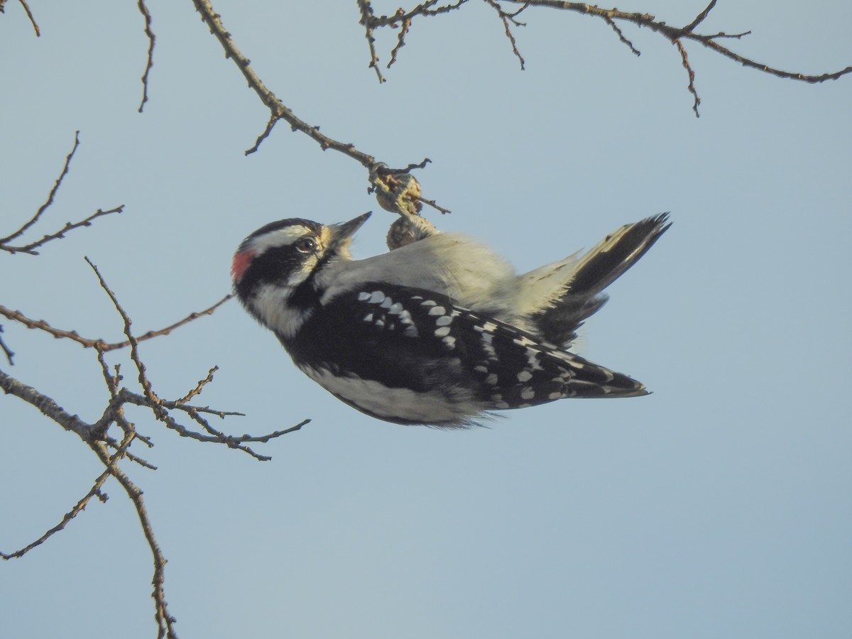 Downy Woodpecker - ML524361851