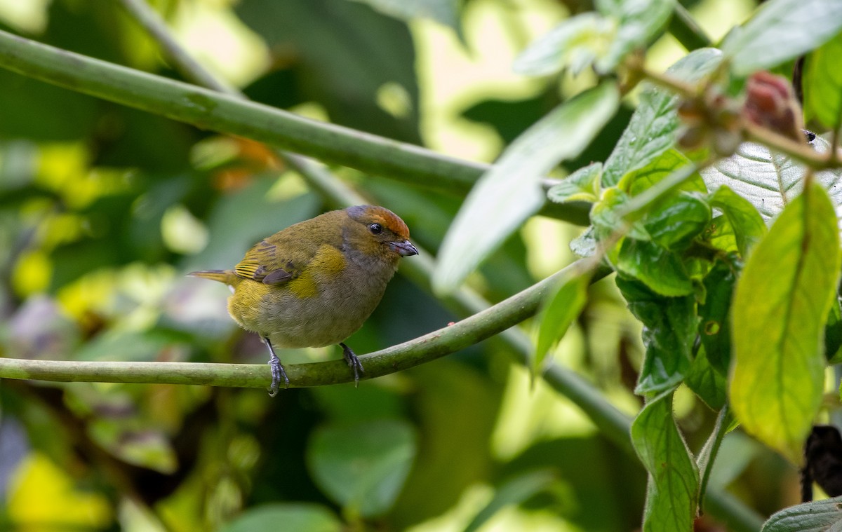 Tawny-capped Euphonia - Mike Good