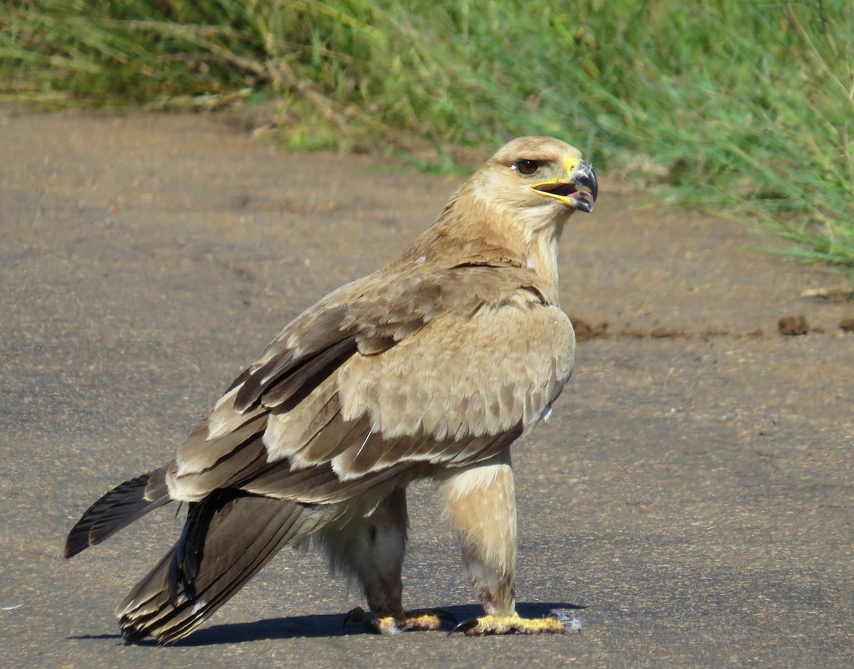 Tawny Eagle - ML524362271