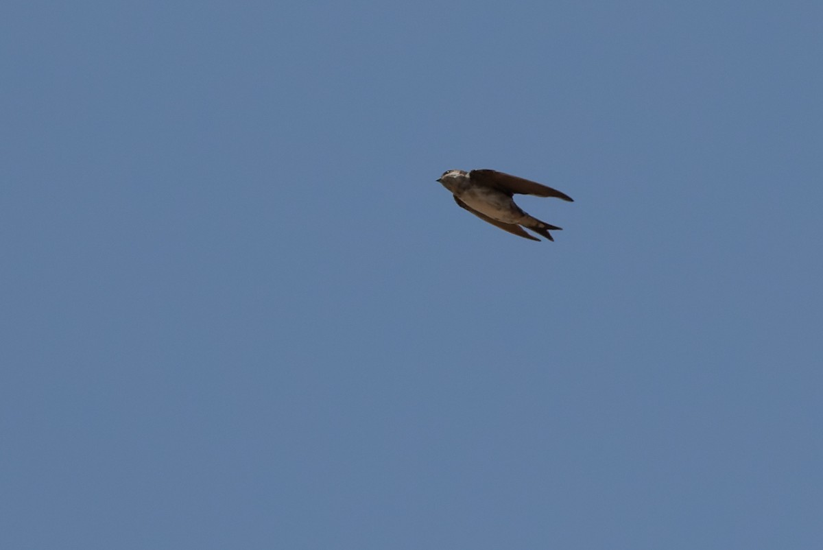 Barn Swallow x Western House-Martin (hybrid) - ML524362991