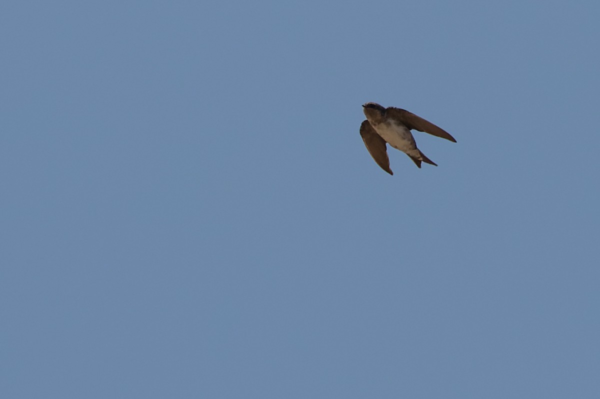 Barn Swallow x Western House-Martin (hybrid) - Joachim Bertrands