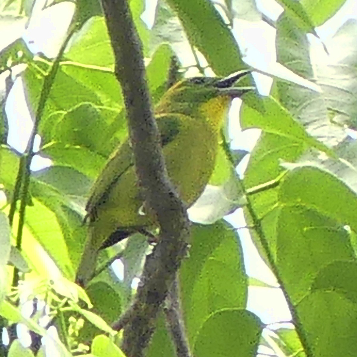 Green Shrike-Vireo - ML52436351